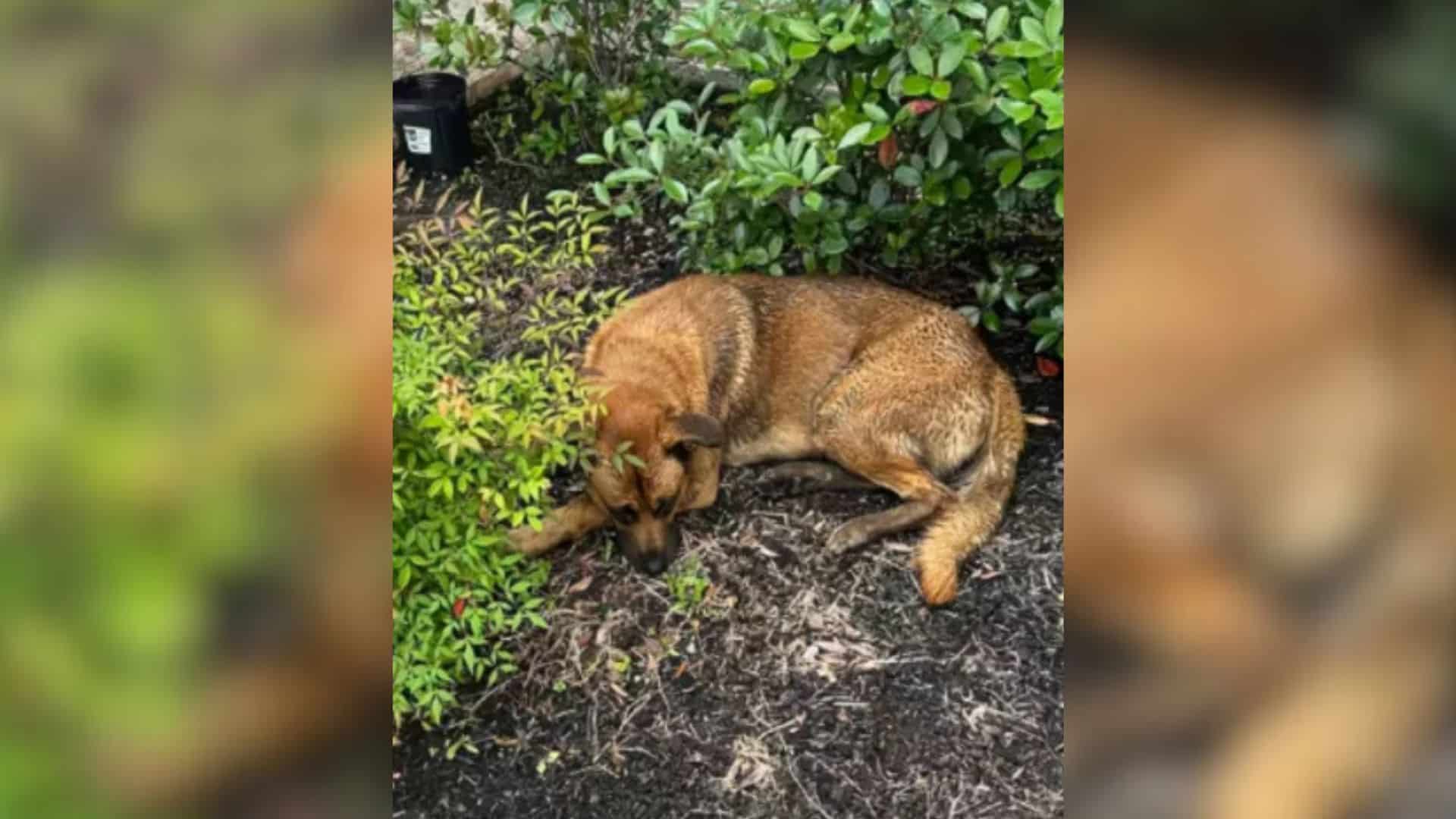 Even though the days passed and he grew ...