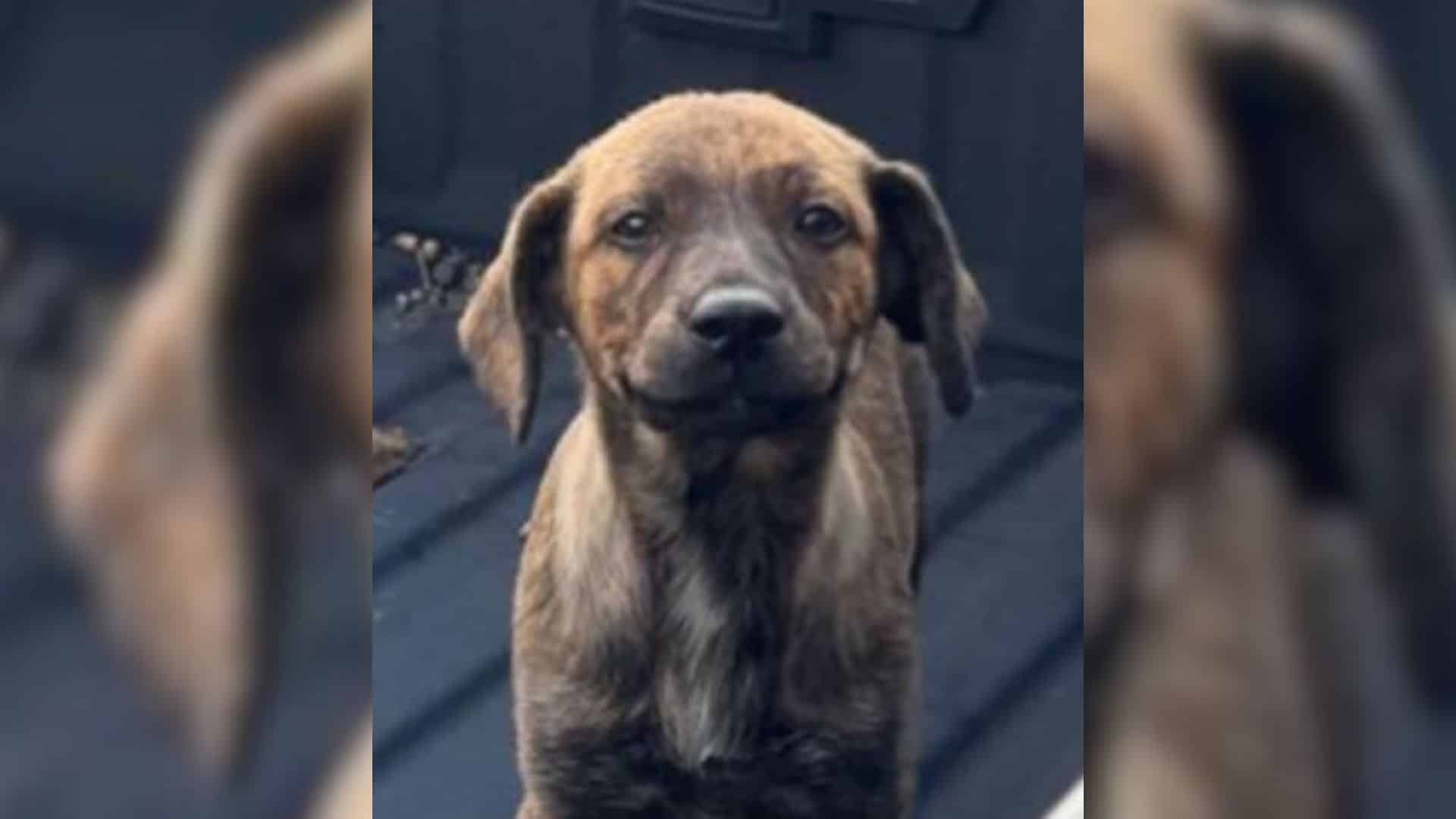 The neighborhood suspected the little pu...