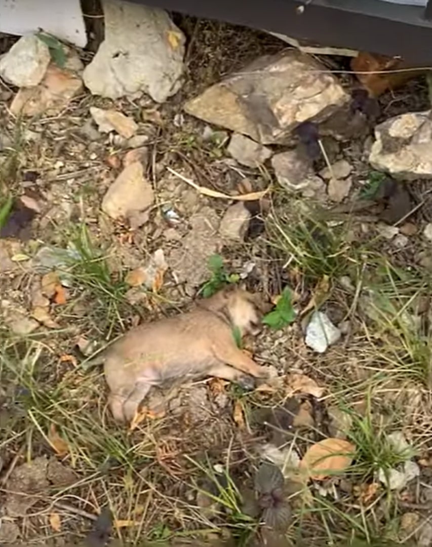 When he crawled for the first time—an in...