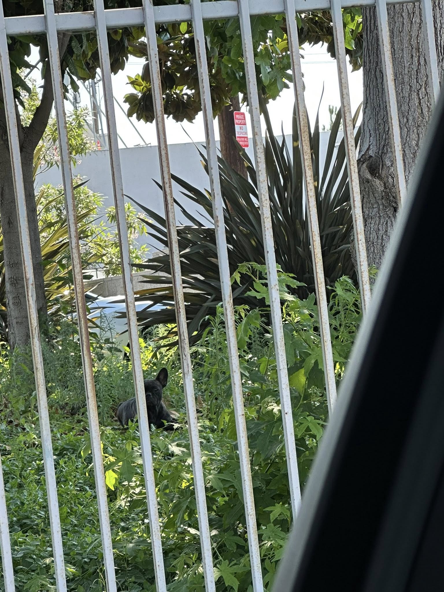 Seeing the dog safely inside the trap br...