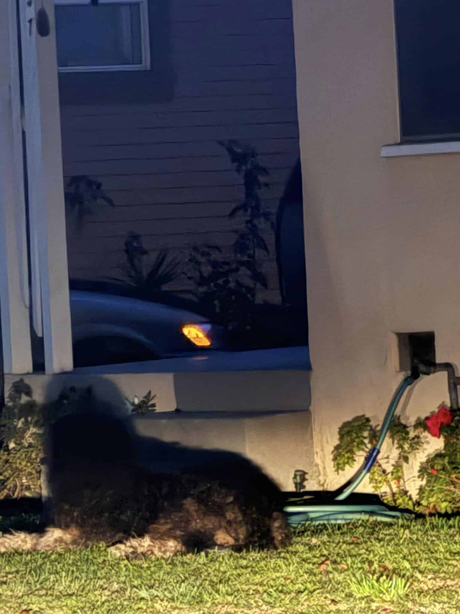 Extra image from article