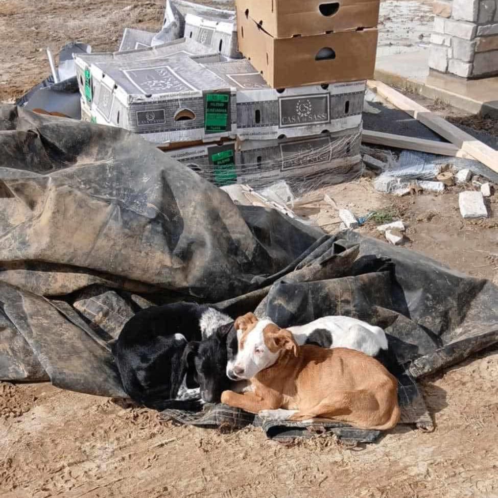 “Meet Banjo! Banjo has been an absolute ...