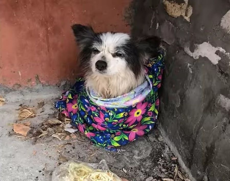 It is believed that Tikhon's owner might...