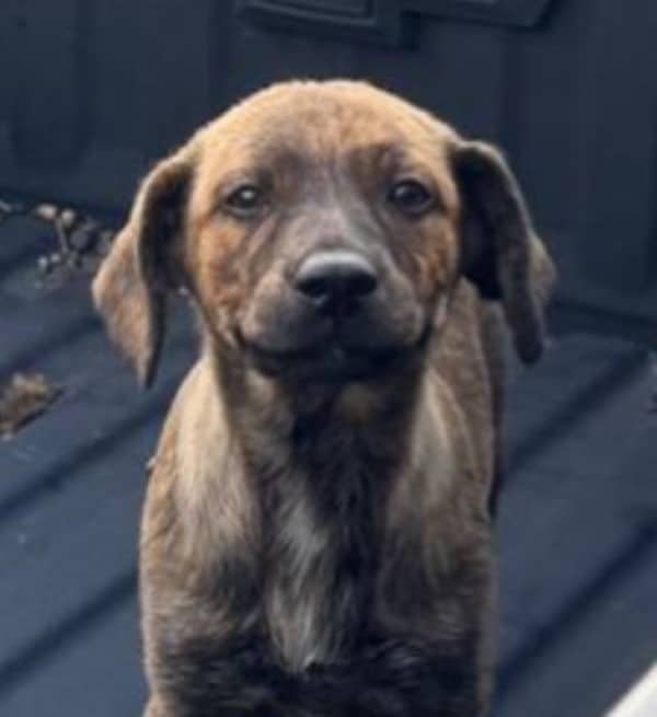 Reflecting on the puppy’s journey, Harri...