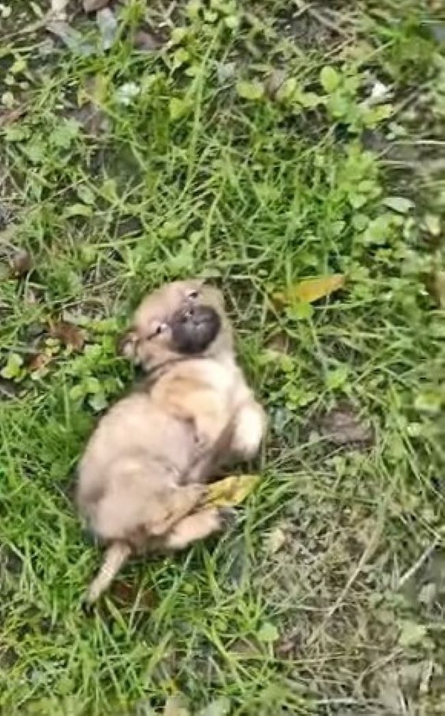 Restful at last, the puppy drifted off i...