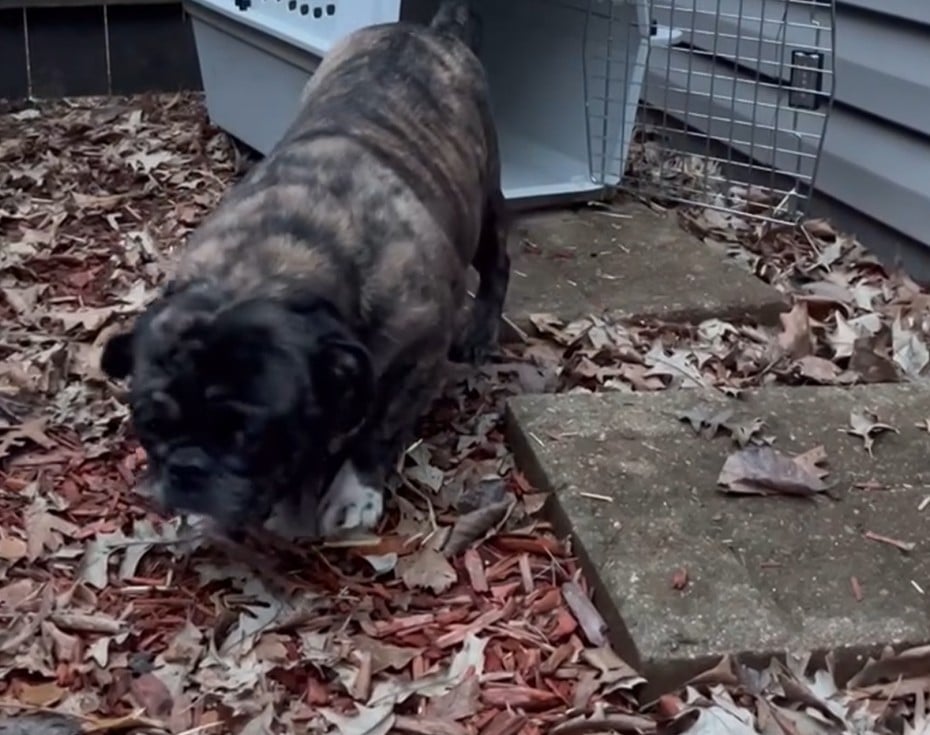 Maple, with the support of her foster fa...