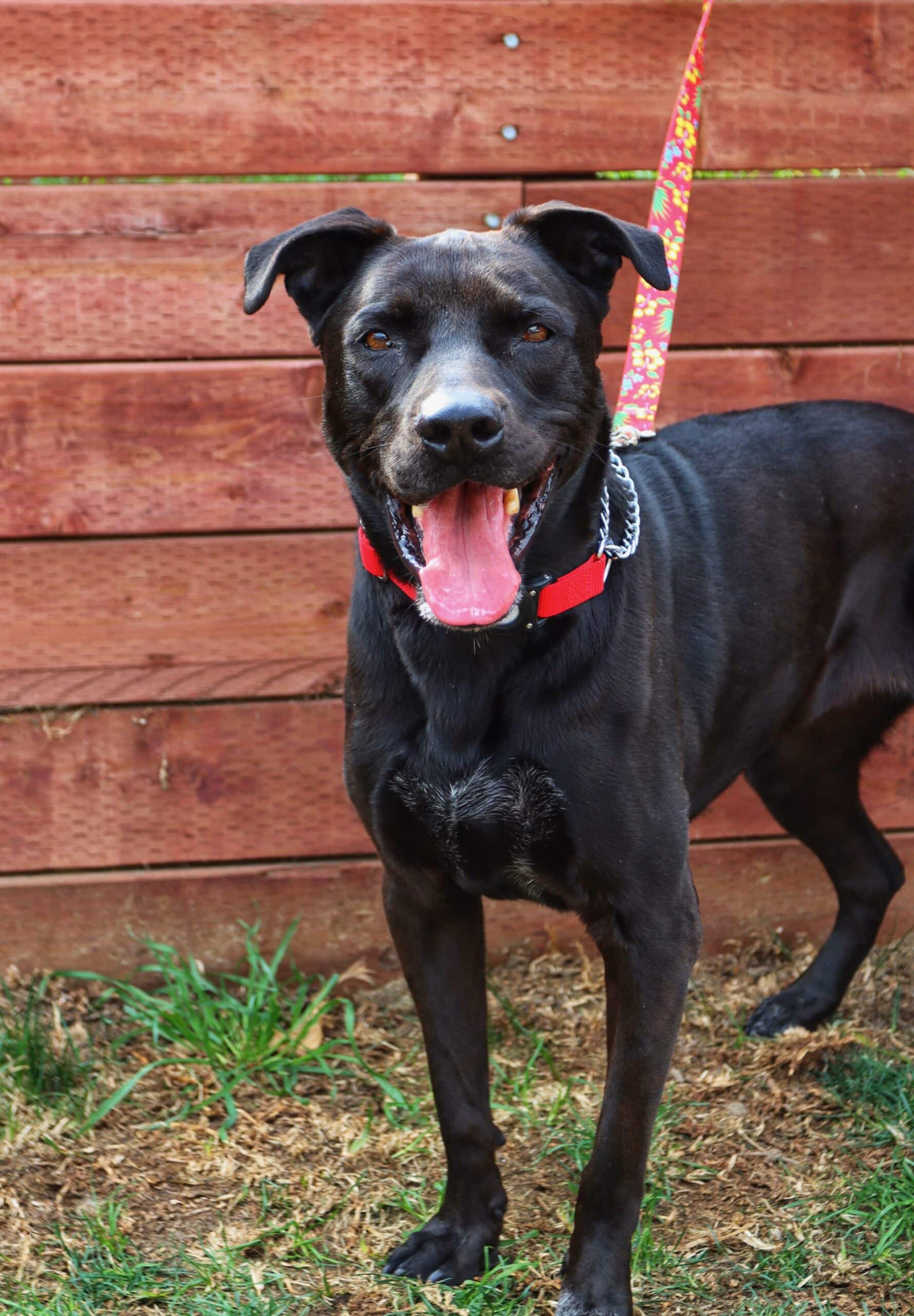 “Though she has a bit of arthritis...she...