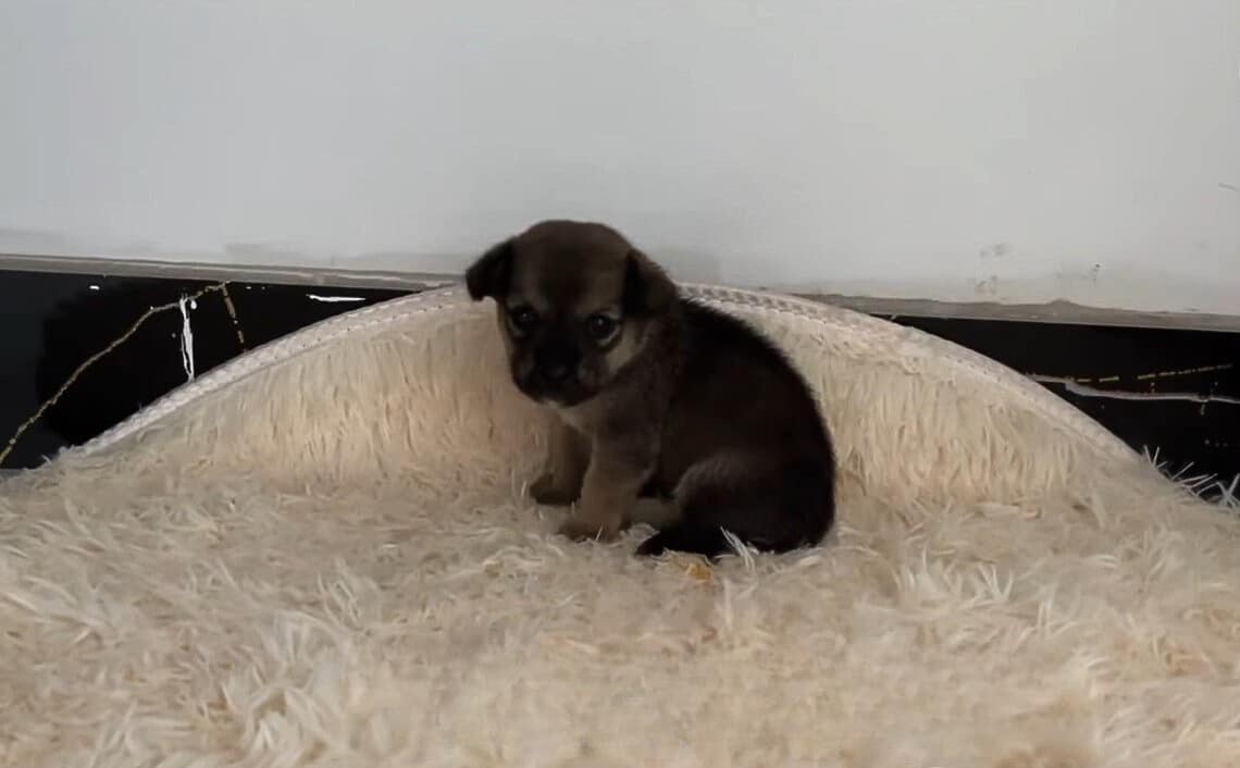 Extra image from article