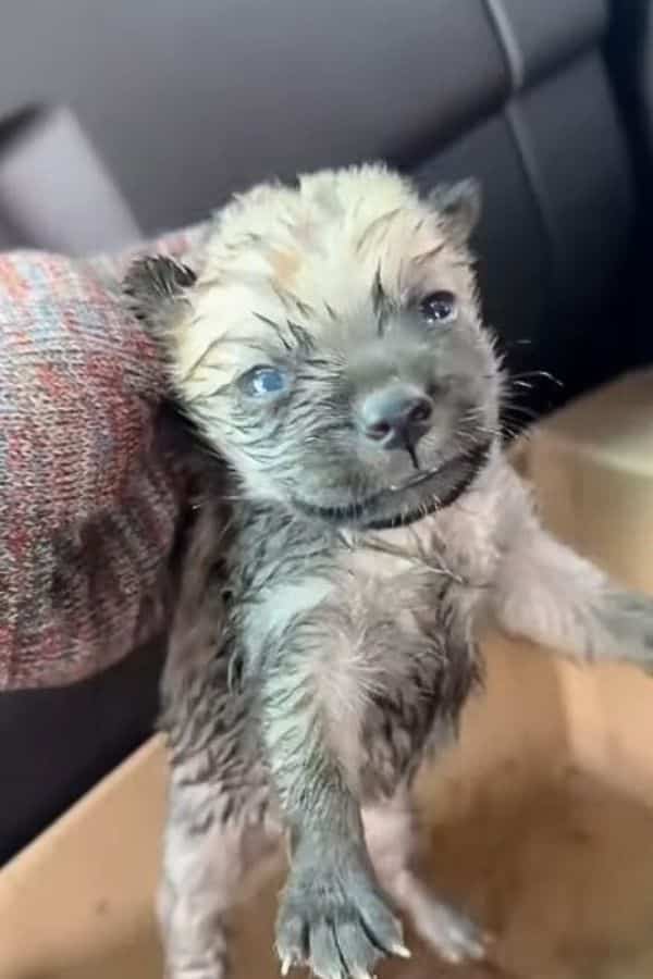 Extra image from article