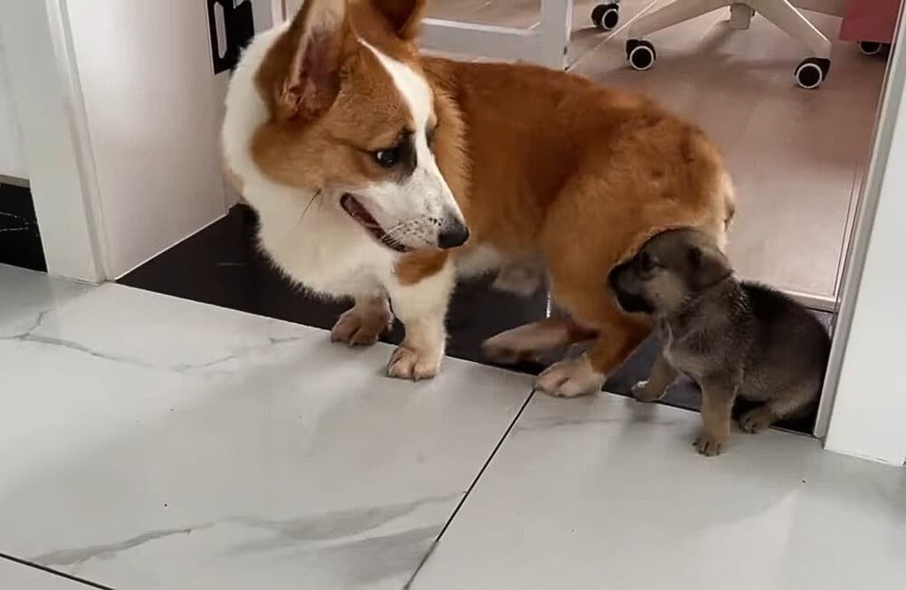 Extra image from article