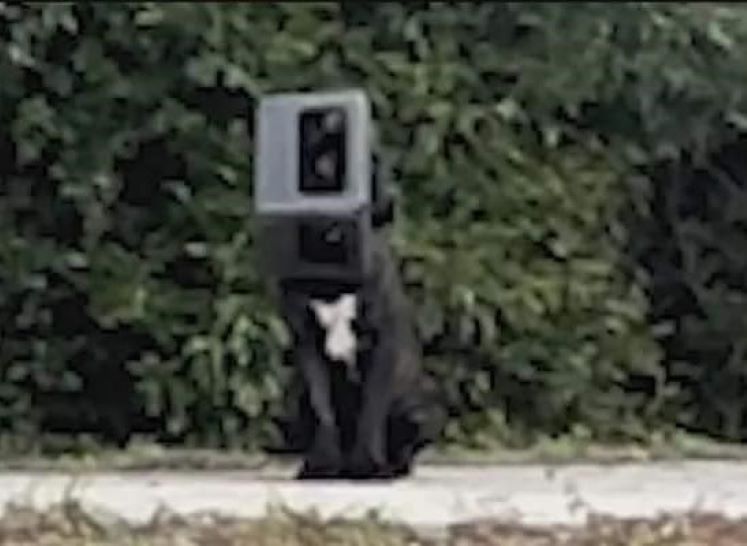 Bear is now a cherished member of the Mi...