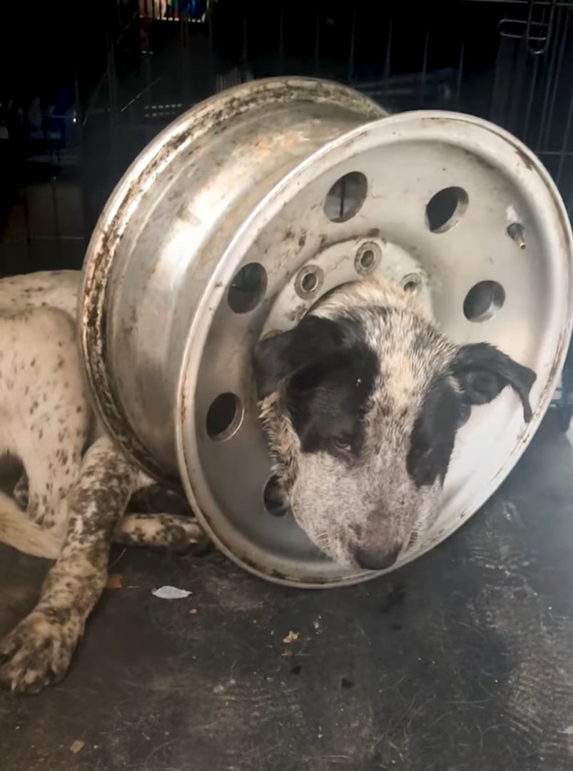 With his warm and gentle demeanor, Pickl...