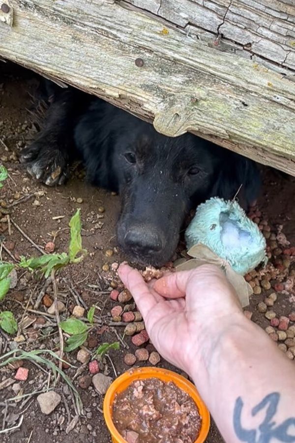 Extra image from article