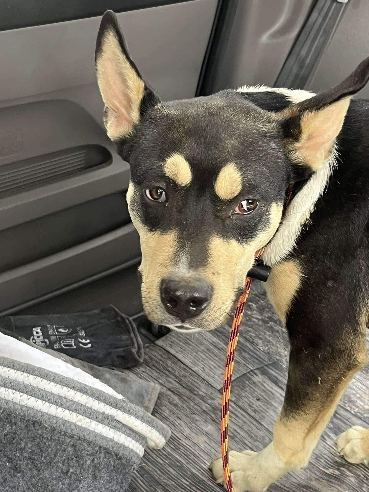 Extra image from article