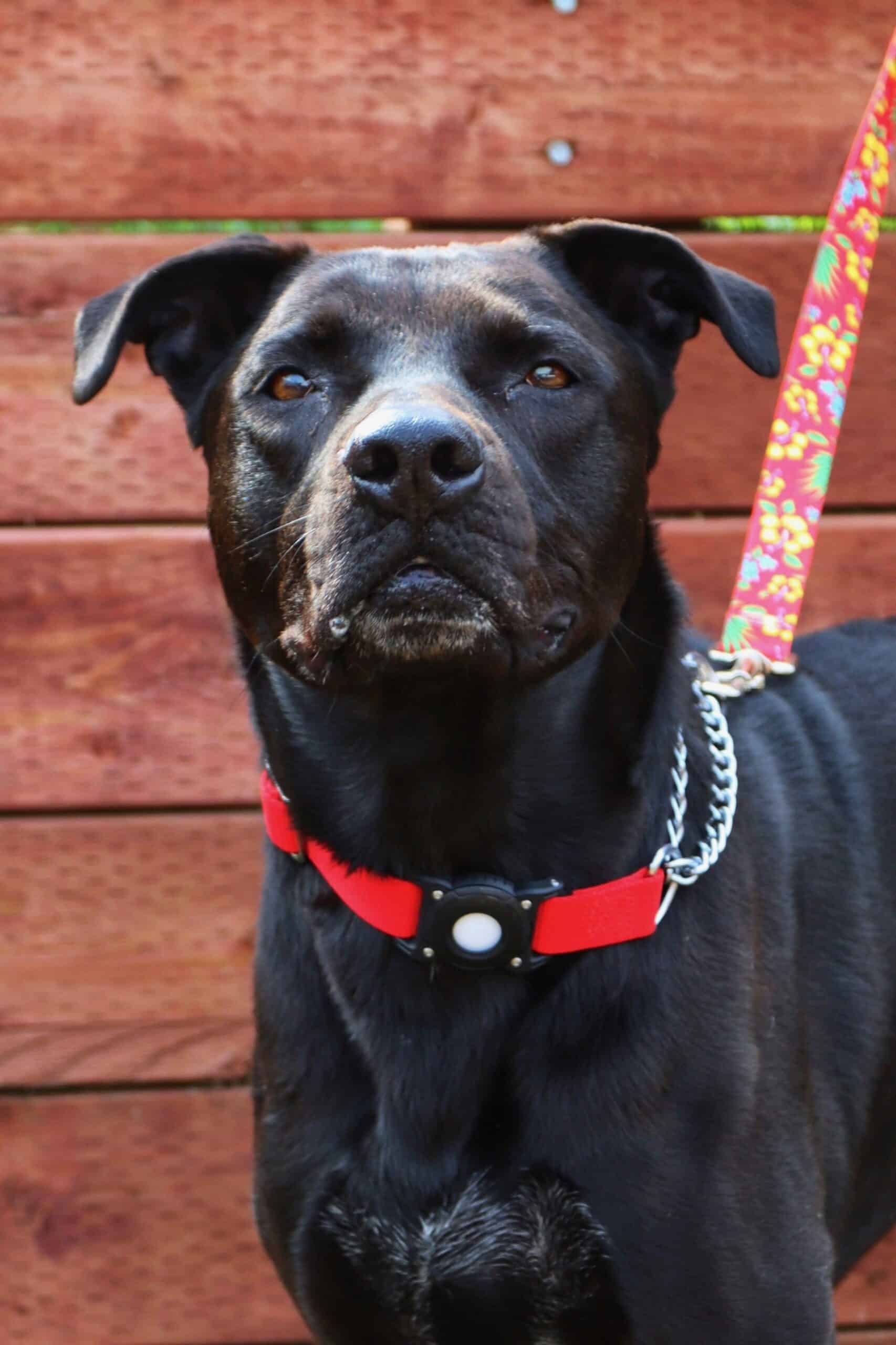 Extra image from article