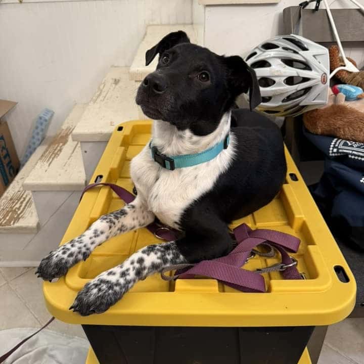 Extra image from article