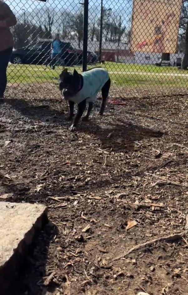 A notable commenter emphasized the heroi...