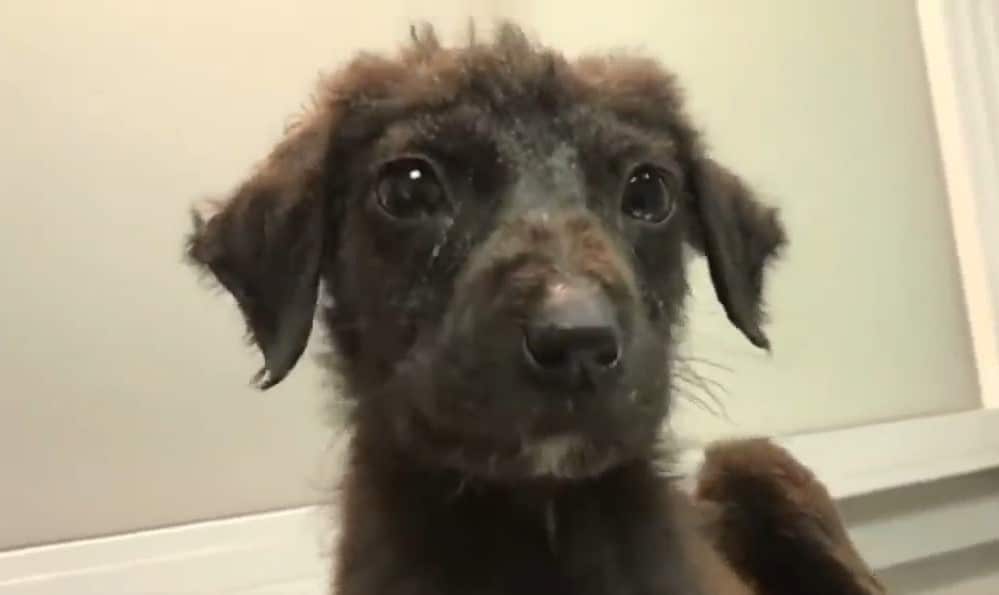 Just as things were improving, Louis was...