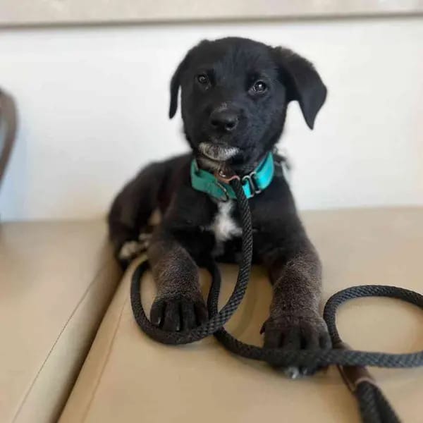 Extra image from article