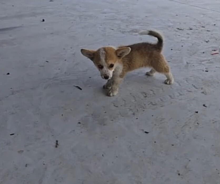 Extra image from article