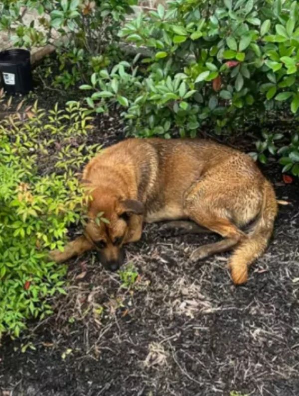 Extra image from article