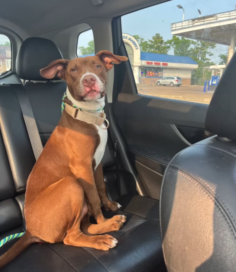 Extra image from article