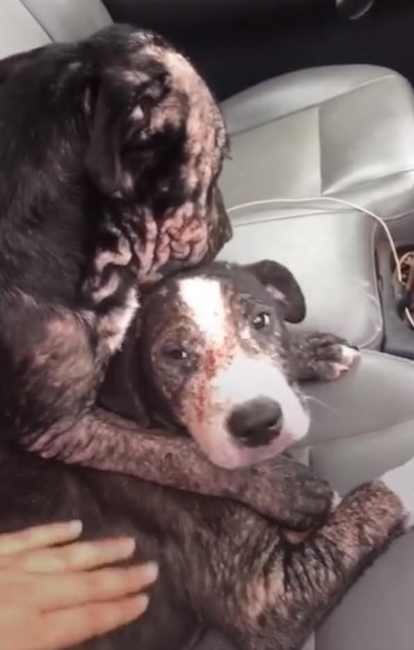 As Bugg and Doc neared full recovery, Le...