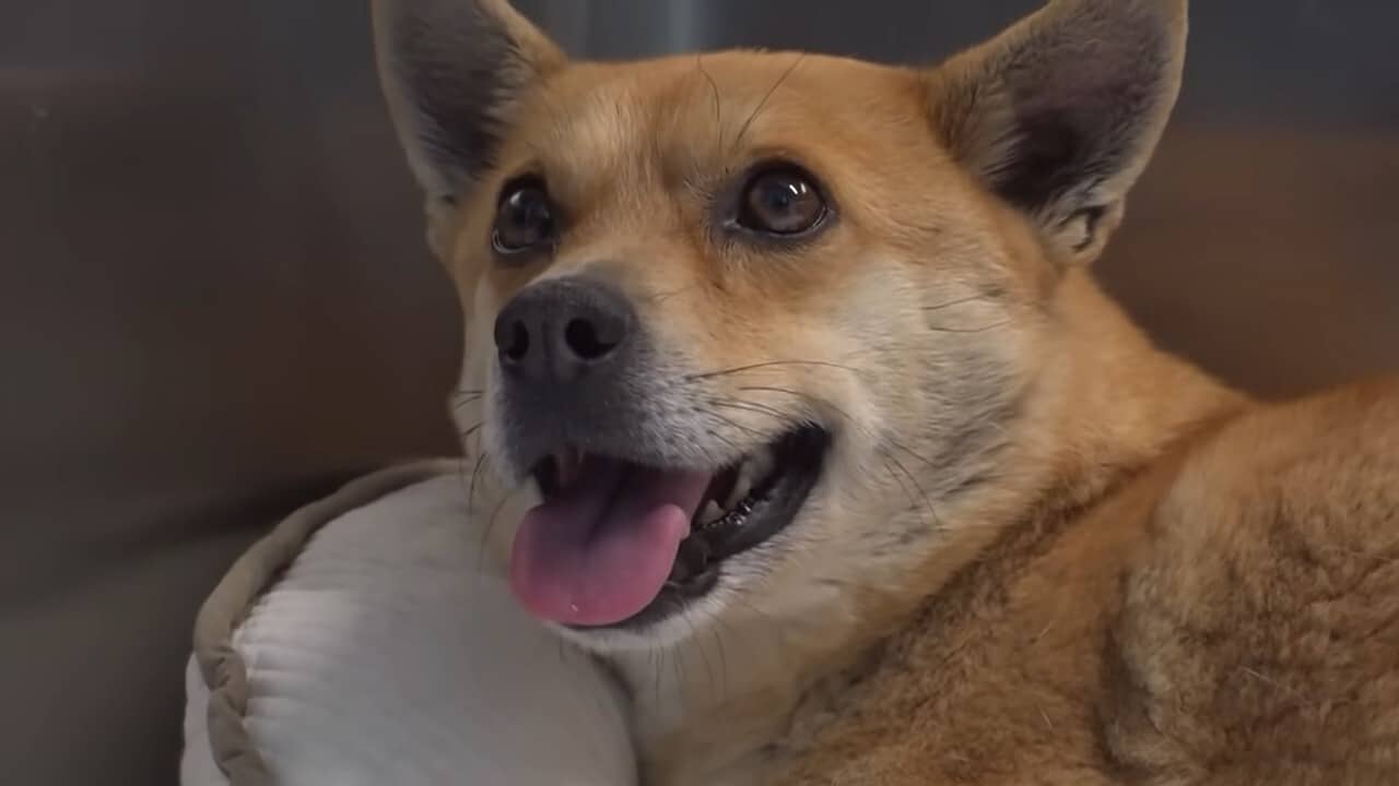 Extra image from article