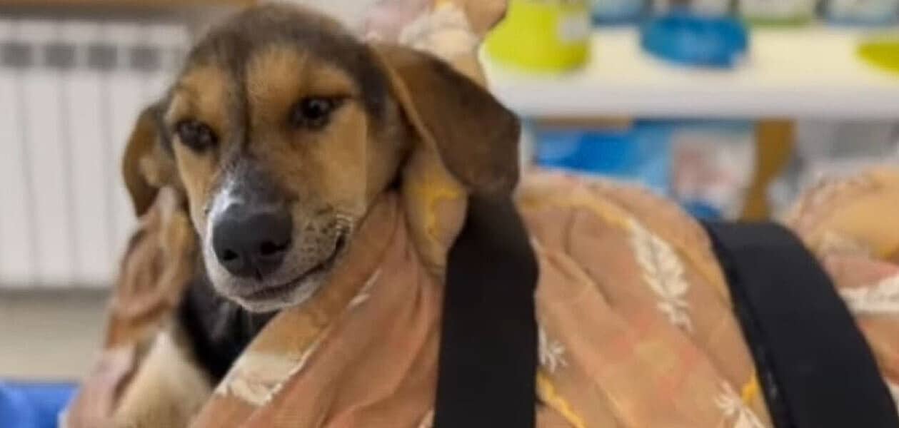 As the vet comforted her with a soft tou...