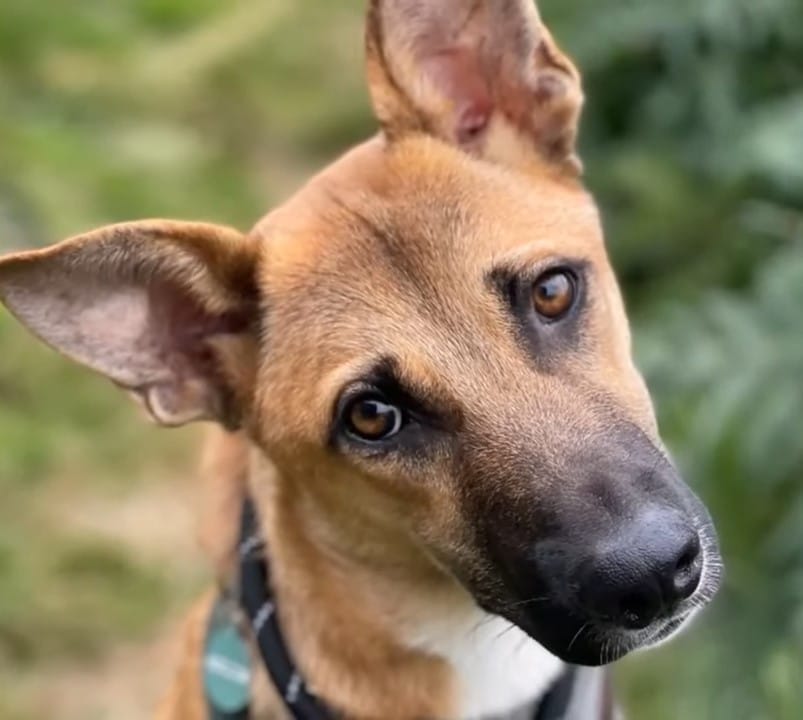 Extra image from article