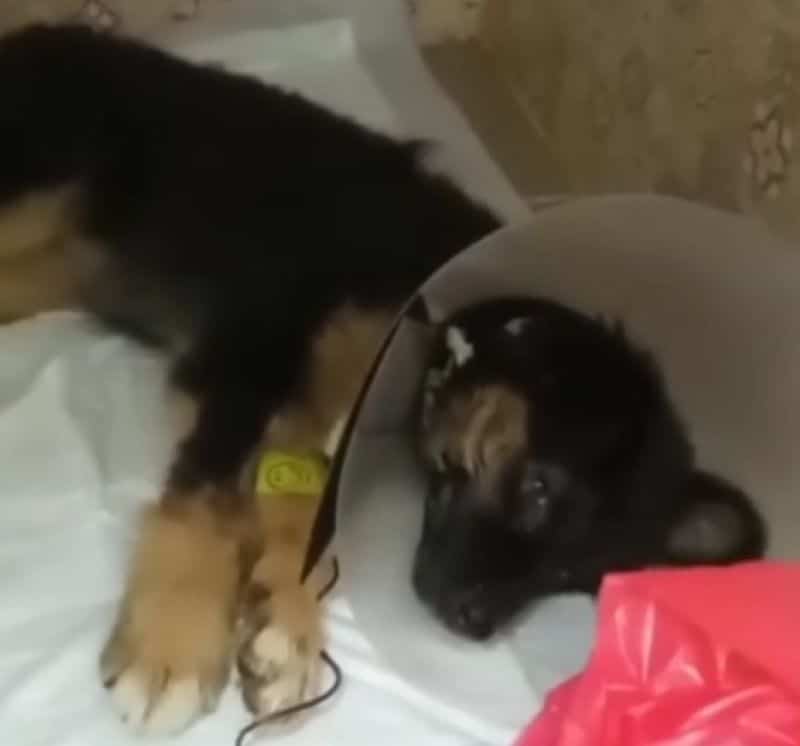 Extra image from article