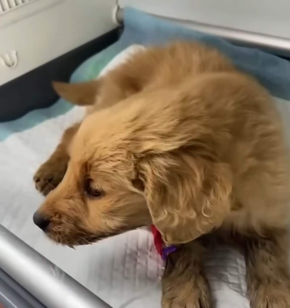 Extra image from article