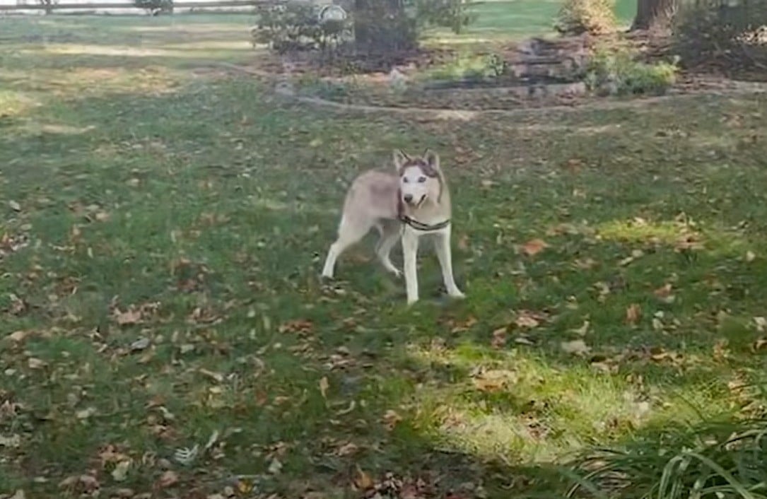 Extra image from article