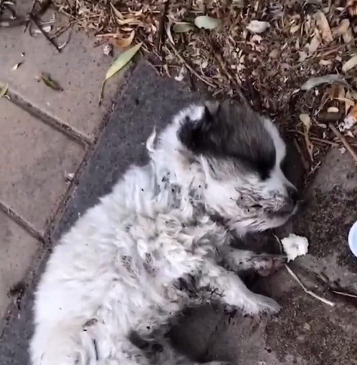 The very next day, the puppy’s fever sub...