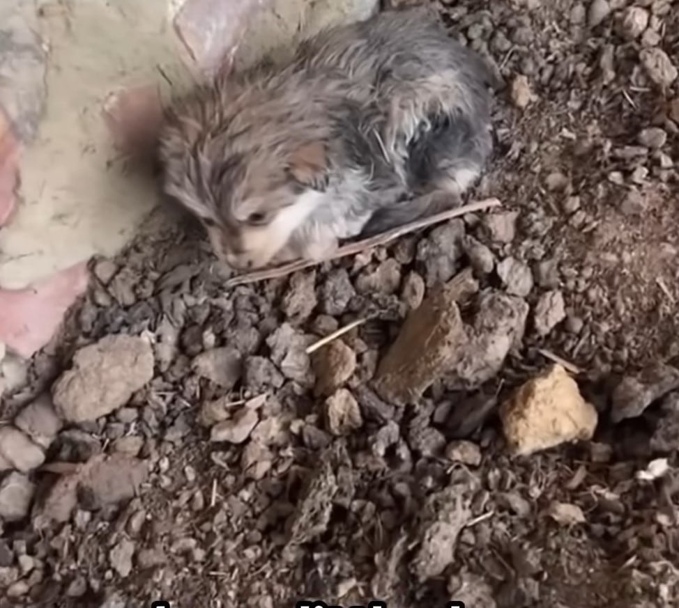 Seizing the opportunity, the woman tried...