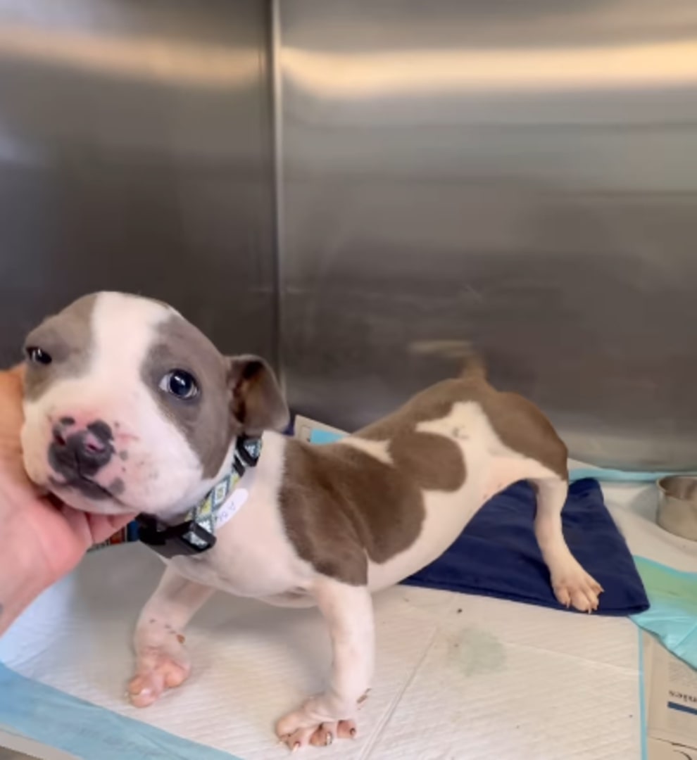 Lily's story captured hearts worldwide. ...