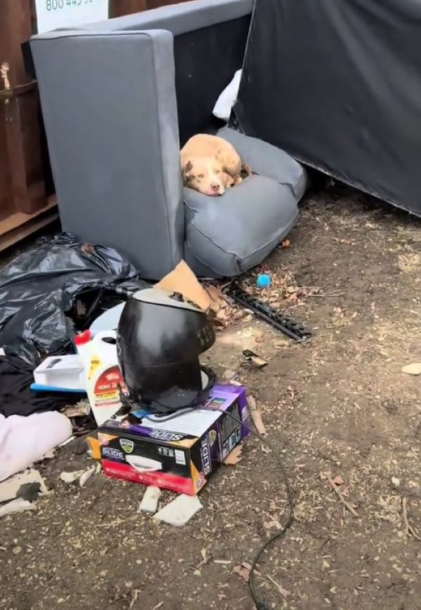 Extra image from article