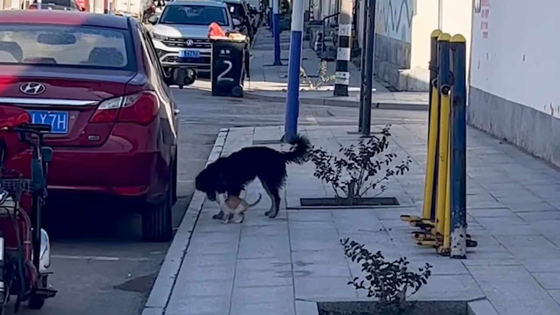 Extra image from article