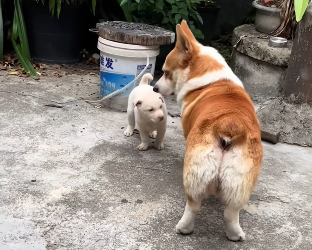 Extra image from article