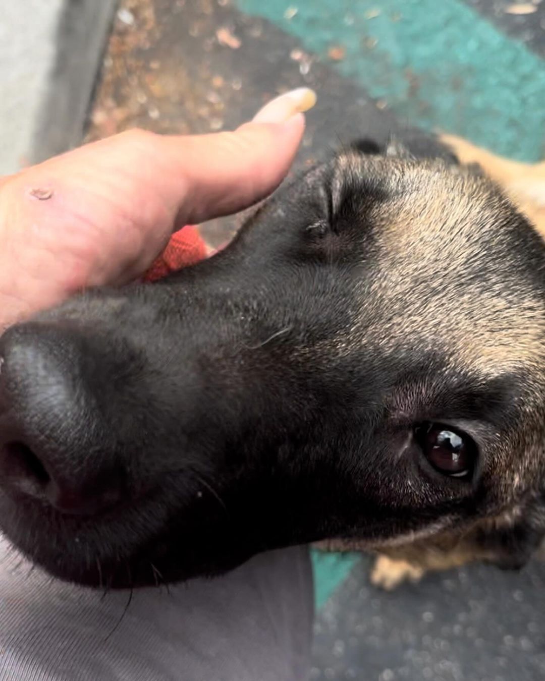 Extra image from article