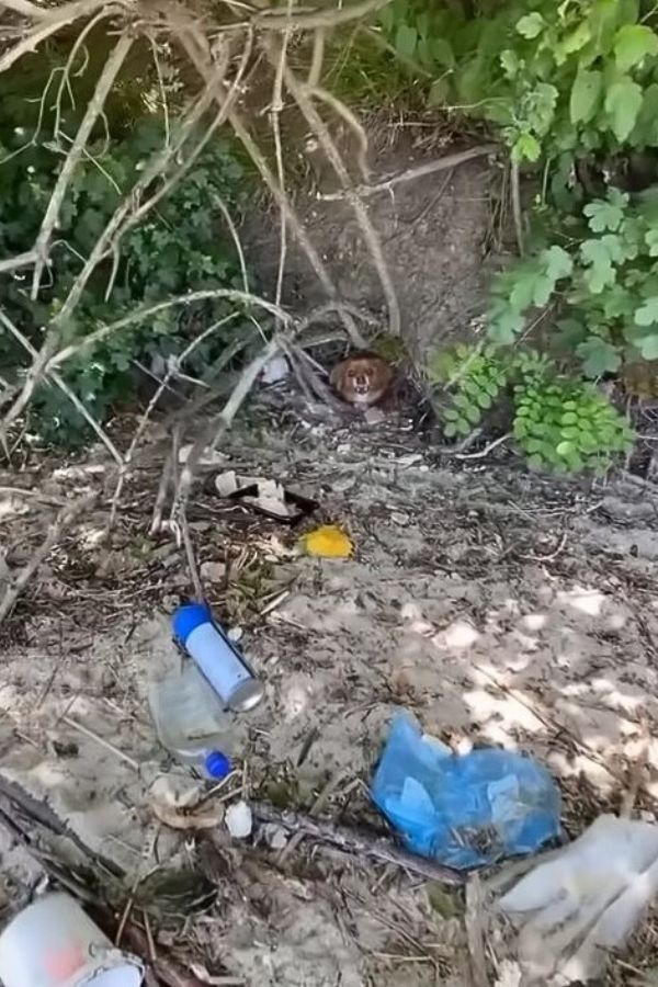 Despite the rescuer’s warm hospitality, ...