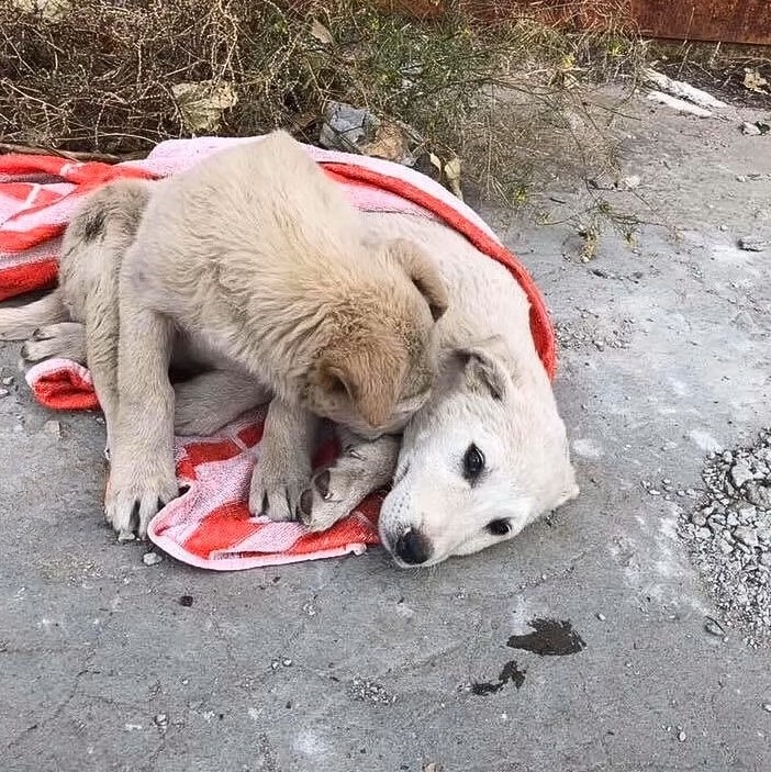 The reunion between Nezhka and Romaka wa...