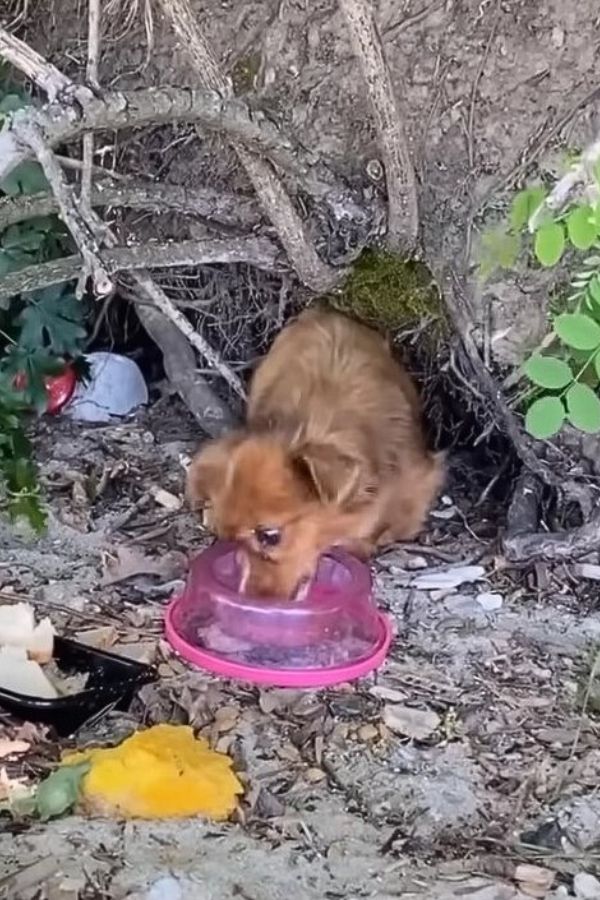 Extra image from article