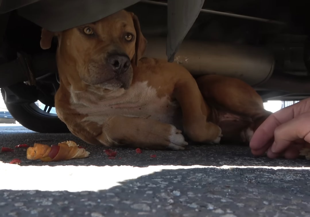 Paris received a soothing bath and full ...