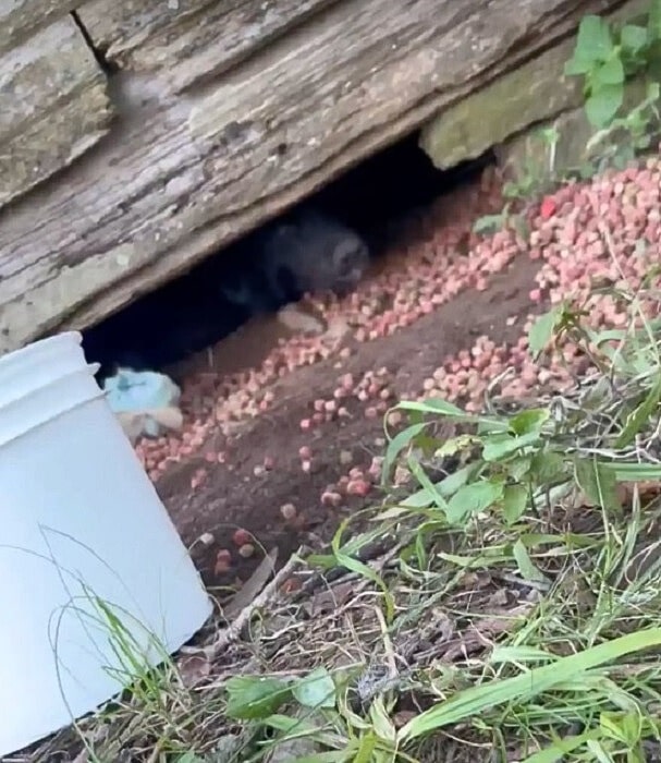 The mama dog quickly won the heart of on...