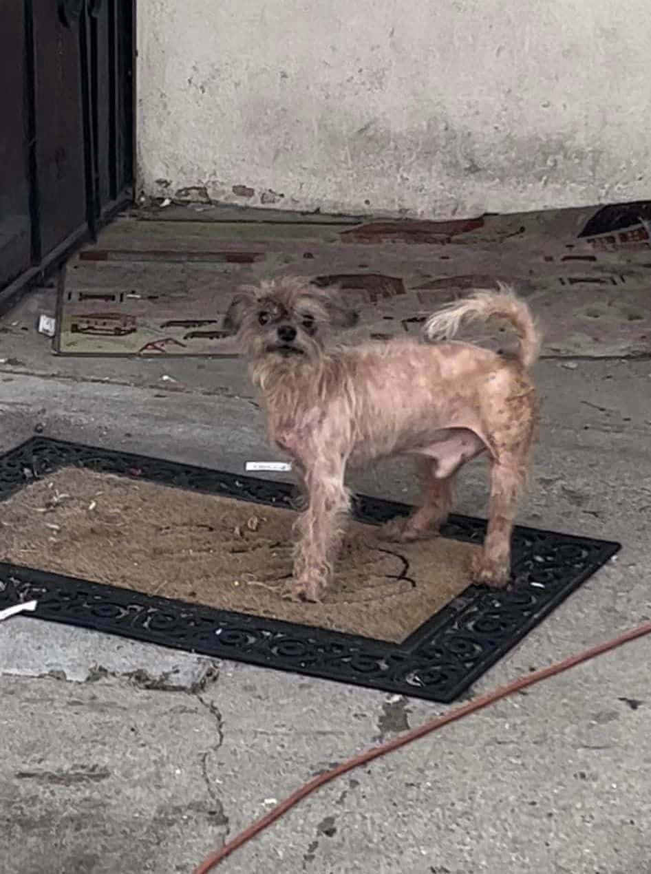 Extra image from article