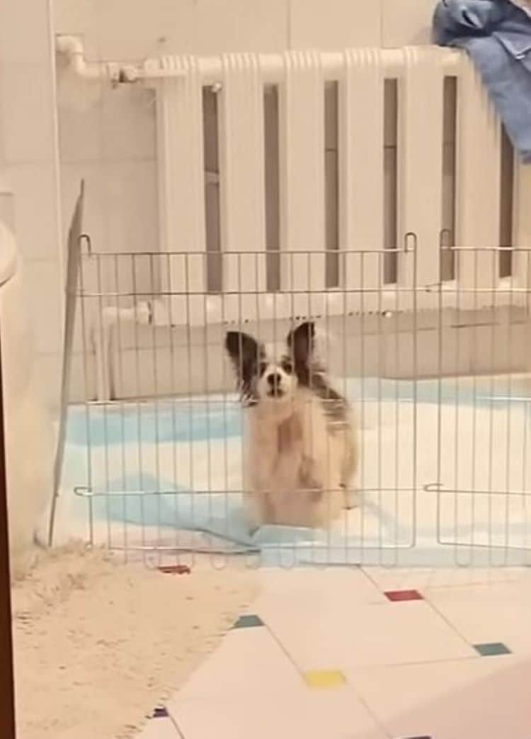 Extra image from article