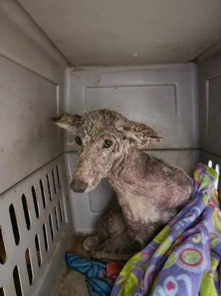 Extra image from article