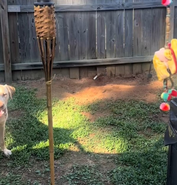 The video captures the cat's paw emergin...