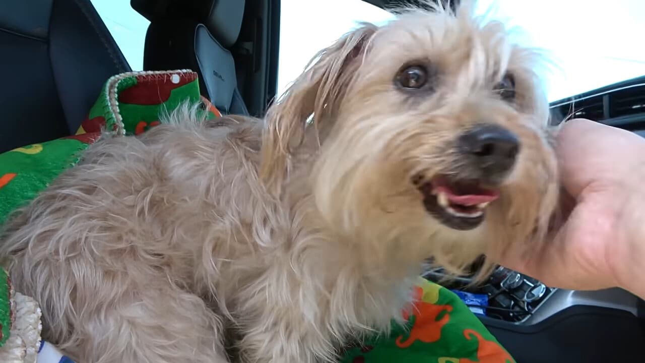 This wonderful family embraced Delilah, ...